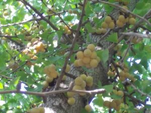 垂水千本イチョウ園情報-5