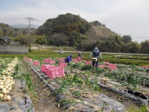 春休み故郷を訪ねて-新城玉葱収穫最盛期